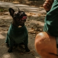 welurowa-bluza-buldog-2.JPG