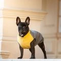 softshell-buldog-zolty.jpg
