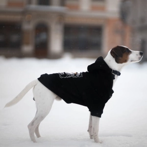 Bluza jack russell terrier - ubranko dla jack russell terrier