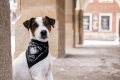 Chustka Jack Russell Terrier-walk.jpg