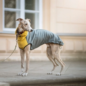 Vêtements softshell pour lévriers - YELLOW