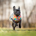 softshell-buldog-pierrot-2.jpg