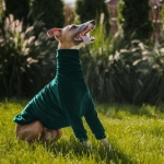 Sweat-shirt en velours vert pour un lévrier