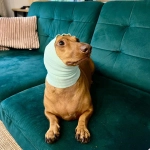 Foulard d'oreille pour baigner votre chien