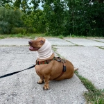 Snood Beige Pour Chien