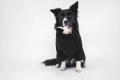 Bluza dla psa BLACK