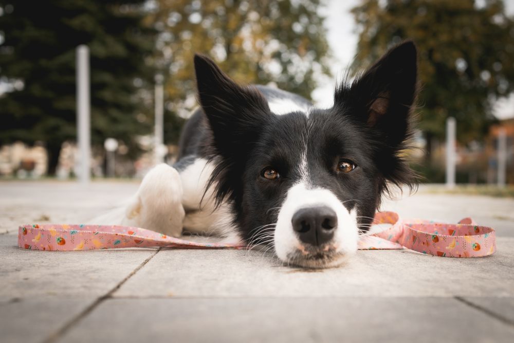 akita biała