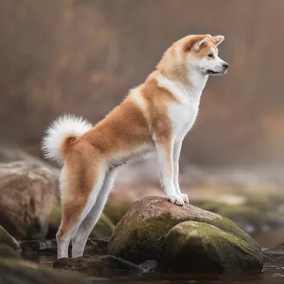 akita ceny