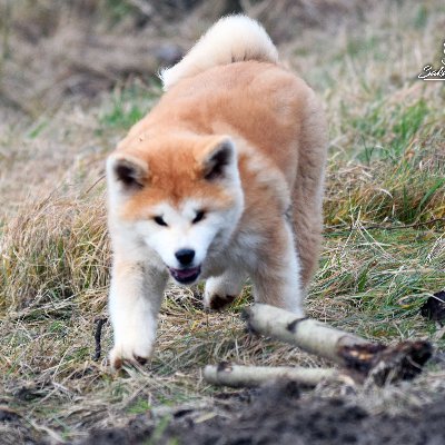 japonska akita